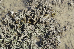 Montipora digitata