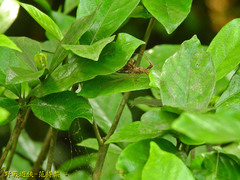 Epidaus sexspinus