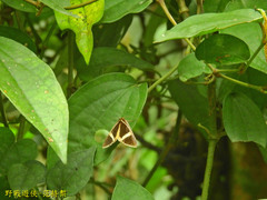 Fodina contigua