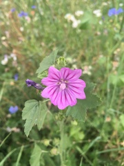 Malva sylvestris sylvestris