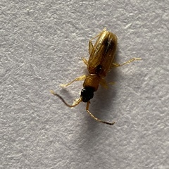 Smodicum cucujiforme