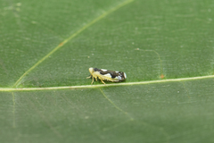 Eupteryx vittata