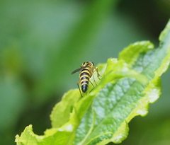 Thereva aurata