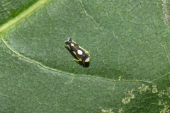 Eupteryx vittata