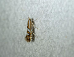 Phyllonorycter propinquinella