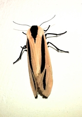 Creatonotos gangis-interrupta agg