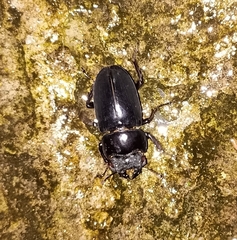 Dorcus nepalensis