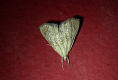 Glaphyria sesquistrialis