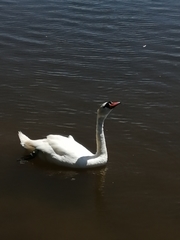 Cygnus olor