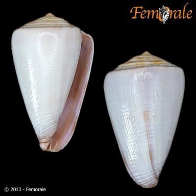Conus trochulus