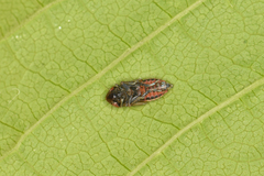 Speudotettix subfusculus