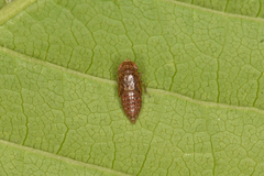 Speudotettix subfusculus