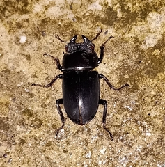 Dorcus nepalensis