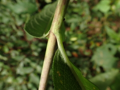 Silphium asteriscus latifolium