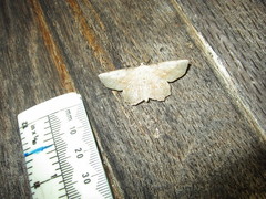 Euchlaena pectinaria