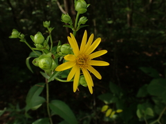 Silphium asteriscus latifolium