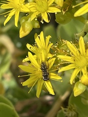 Allograpta piurana