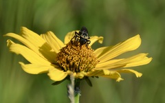 Triepeolus remigatus