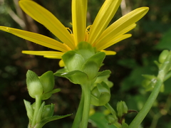 Silphium asteriscus latifolium