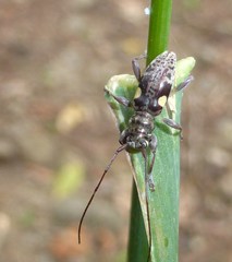 Stenellipsis bimaculata