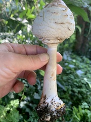 Macrolepiota procera