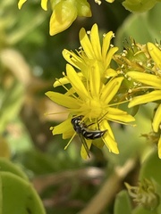 Allograpta piurana