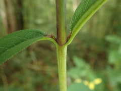 Silphium asteriscus latifolium