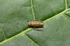 Speudotettix subfusculus