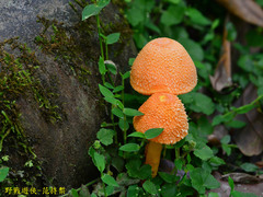 Agaricus trisulphuratus