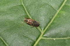 Speudotettix subfusculus