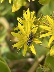 Allograpta piurana