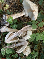 Macrolepiota procera