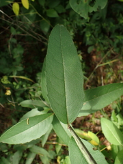 Silphium asteriscus latifolium