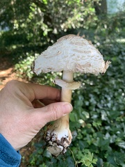 Macrolepiota procera