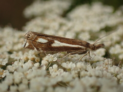 Crambus heringiellus
