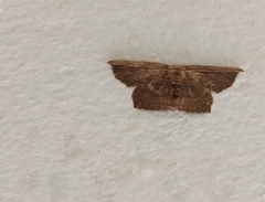 Phalacra vidhisara