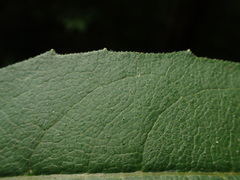 Silphium asteriscus latifolium