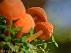Agaricus trisulphuratus