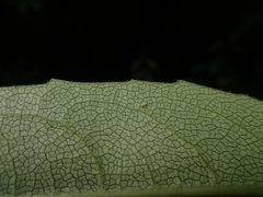 Silphium asteriscus latifolium