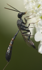 Gasteruption assectator