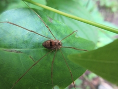 Leiobunum calcar