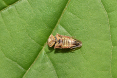 Idiocerus herrichii