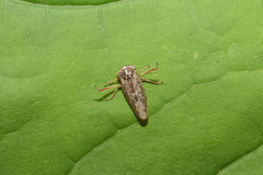 Idiocerus herrichii