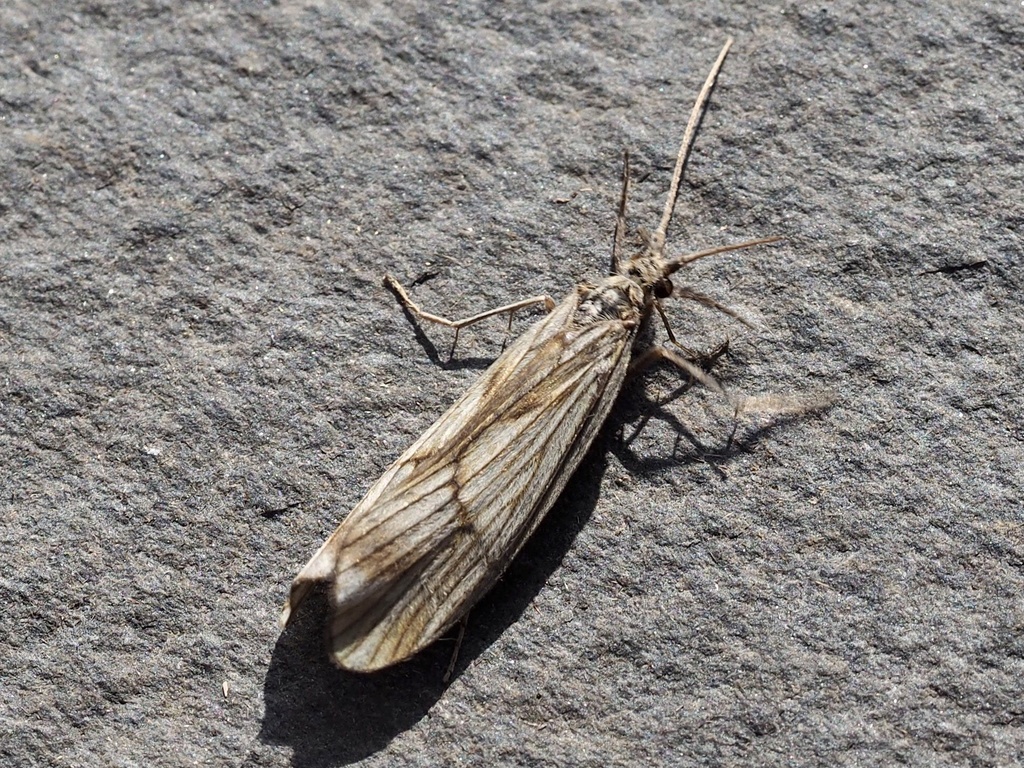 Silver Sedge