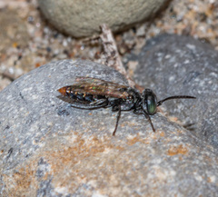 Tachysphex terminatus