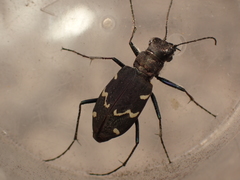 Cicindela sylvatica
