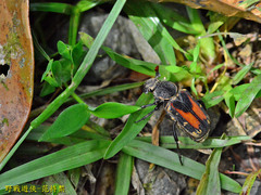 Clinterocera nigra