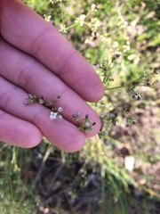 Galium glaucum