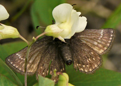Erynnis icelus