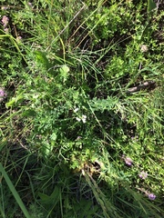 Galium glaucum
